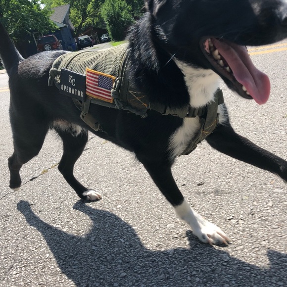 Tactical service dog vest - Picture 6 of 7